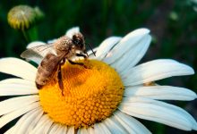 Photo of Удивительные свойства цветочного мёда