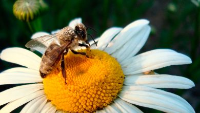 Photo of Удивительные свойства цветочного мёда