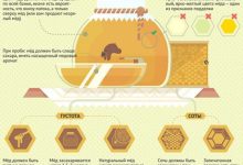 Photo of Производство натурального мёда: секреты мастеров