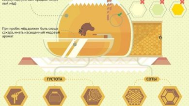 Photo of Производство натурального мёда: секреты мастеров