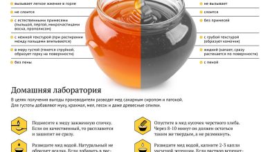 Photo of Лучшие способы использования натурального меда