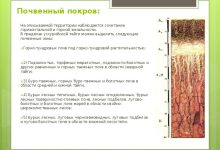 Photo of Полезные свойства тайги