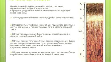 Photo of Полезные свойства тайги